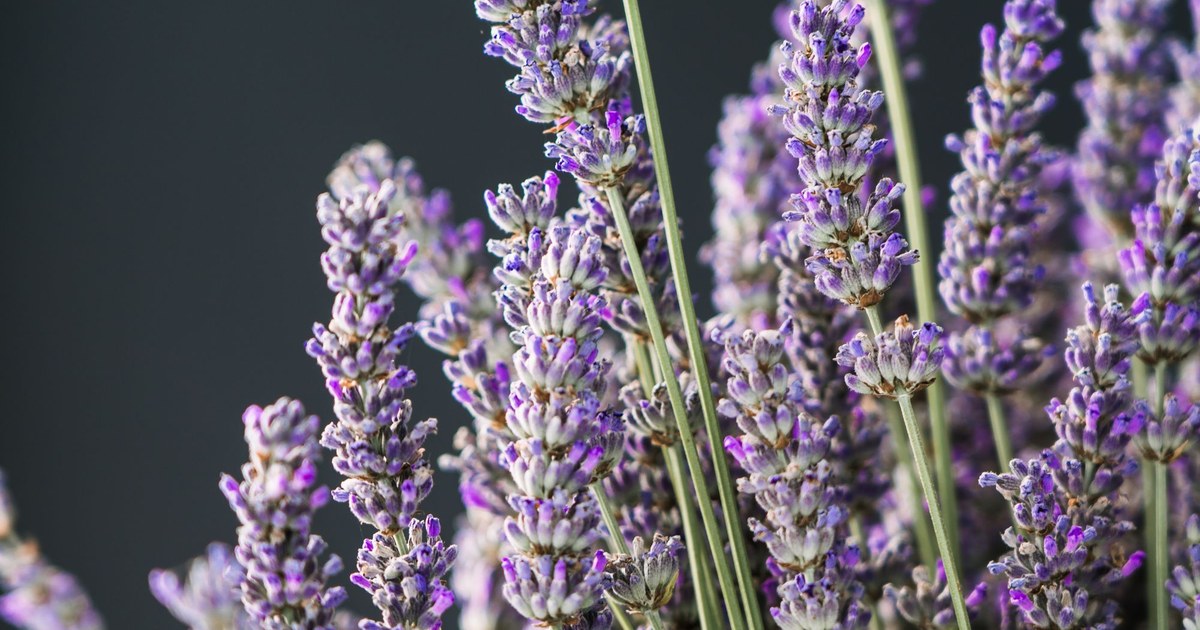Lavender Aromatherapy Tumbler. Floral scent, intermediate build.